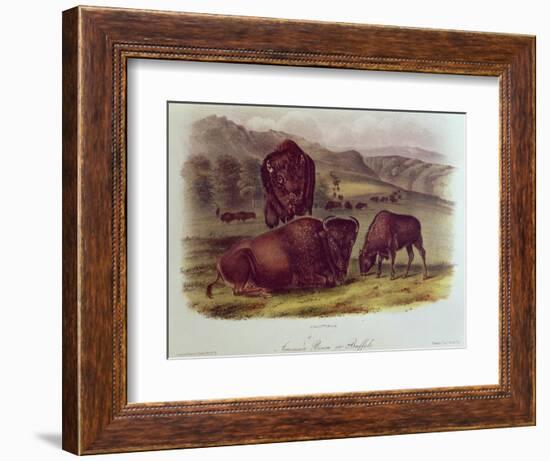 Bison from Quadrupeds of North America (1842-5)-John James Audubon-Framed Giclee Print