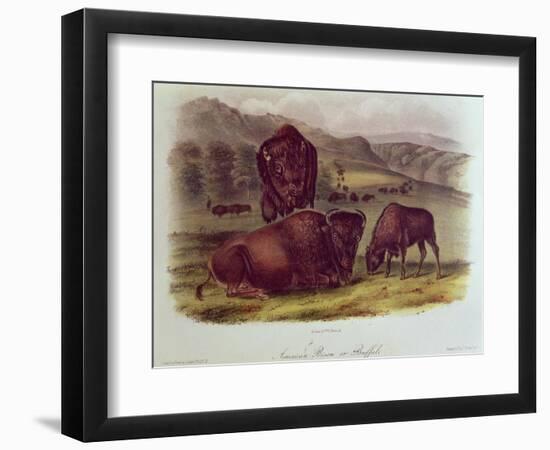 Bison from Quadrupeds of North America (1842-5)-John James Audubon-Framed Giclee Print