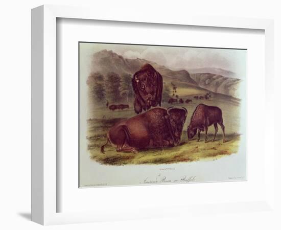 Bison from Quadrupeds of North America (1842-5)-John James Audubon-Framed Giclee Print