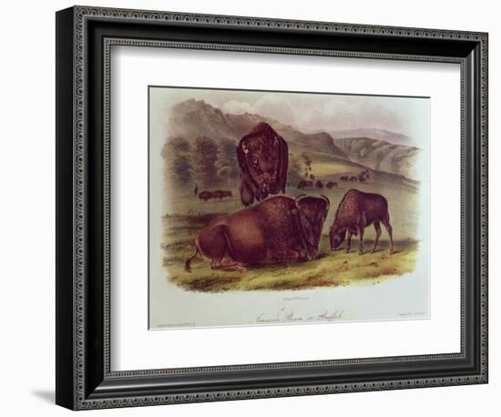 Bison from Quadrupeds of North America (1842-5)-John James Audubon-Framed Giclee Print