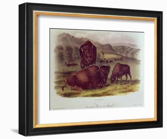 Bison from Quadrupeds of North America (1842-5)-John James Audubon-Framed Giclee Print