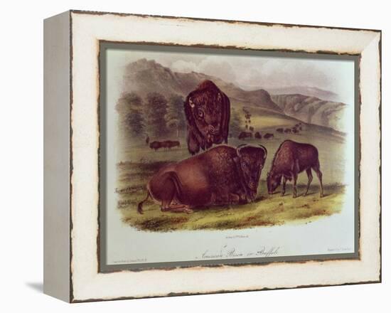 Bison from Quadrupeds of North America (1842-5)-John James Audubon-Framed Premier Image Canvas