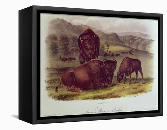 Bison from Quadrupeds of North America (1842-5)-John James Audubon-Framed Premier Image Canvas