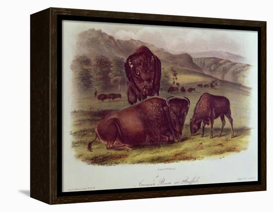 Bison from Quadrupeds of North America (1842-5)-John James Audubon-Framed Premier Image Canvas