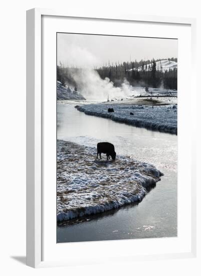 Bison Graze Along The Madison River In Yellowstone National Park In Winter-Ben Herndon-Framed Photographic Print