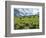 Bison Graze in Arrowleaf Balsamroot, National Bison Range, Moiese, Montana, USA-Chuck Haney-Framed Photographic Print