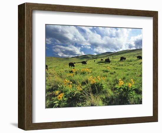 Bison Graze in Arrowleaf Balsamroot, National Bison Range, Moiese, Montana, USA-Chuck Haney-Framed Photographic Print