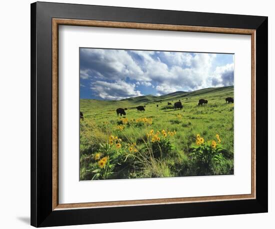 Bison Graze in Arrowleaf Balsamroot, National Bison Range, Moiese, Montana, USA-Chuck Haney-Framed Photographic Print