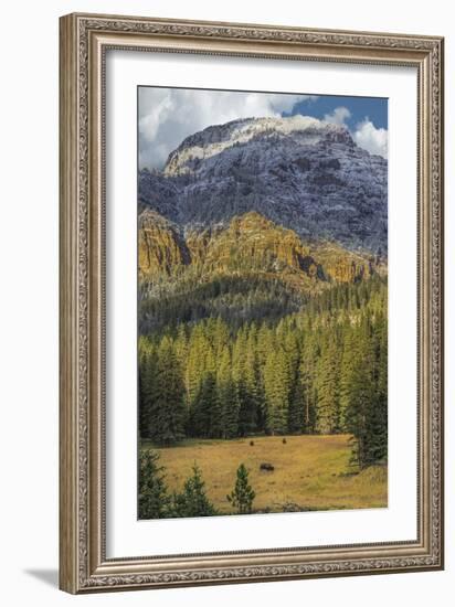 Bison Grazing In The Yellowstone Grand Landscape-Galloimages Online-Framed Photographic Print