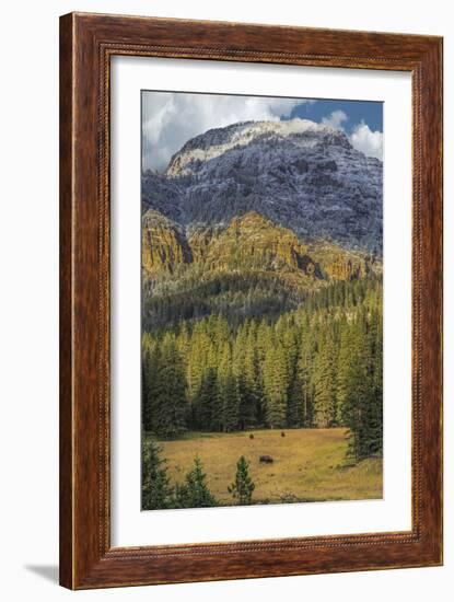 Bison Grazing In The Yellowstone Grand Landscape-Galloimages Online-Framed Photographic Print