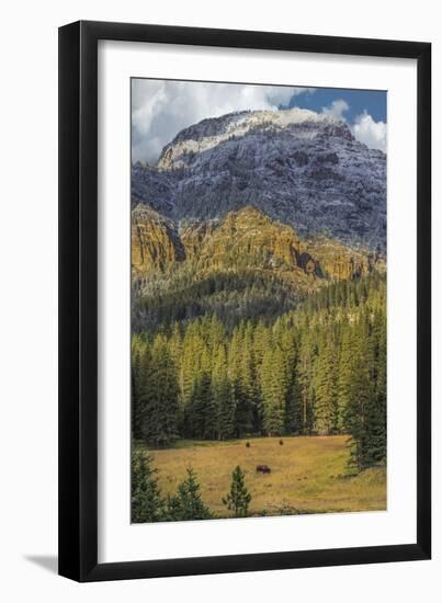 Bison Grazing In The Yellowstone Grand Landscape-Galloimages Online-Framed Photographic Print