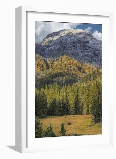 Bison Grazing In The Yellowstone Grand Landscape-Galloimages Online-Framed Photographic Print