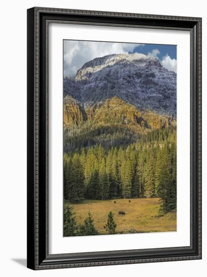 Bison Grazing In The Yellowstone Grand Landscape-Galloimages Online-Framed Photographic Print