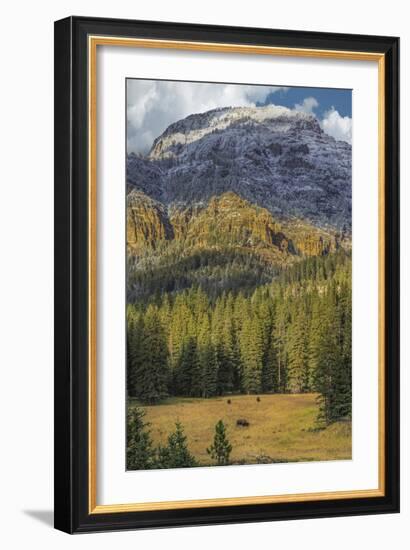 Bison Grazing In The Yellowstone Grand Landscape-Galloimages Online-Framed Photographic Print