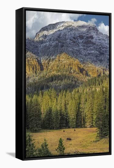 Bison Grazing In The Yellowstone Grand Landscape-Galloimages Online-Framed Stretched Canvas