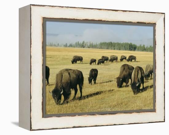 Bison Grazing in Yellowstone National Park, Wyoming, USA-Roy Rainford-Framed Premier Image Canvas