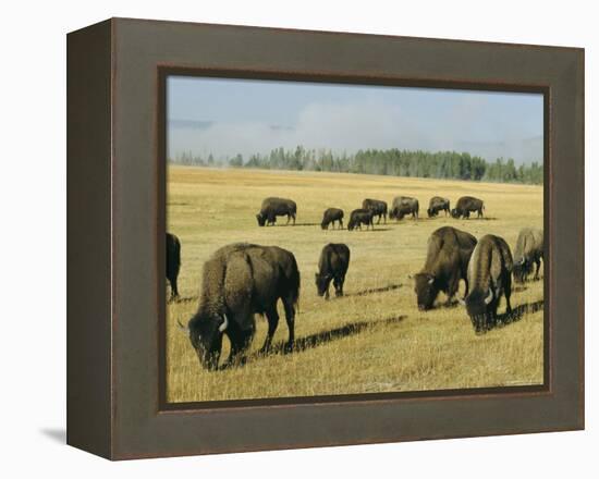 Bison Grazing in Yellowstone National Park, Wyoming, USA-Roy Rainford-Framed Premier Image Canvas