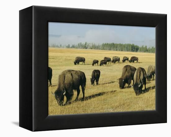 Bison Grazing in Yellowstone National Park, Wyoming, USA-Roy Rainford-Framed Premier Image Canvas