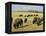 Bison Grazing in Yellowstone National Park, Wyoming, USA-Roy Rainford-Framed Premier Image Canvas