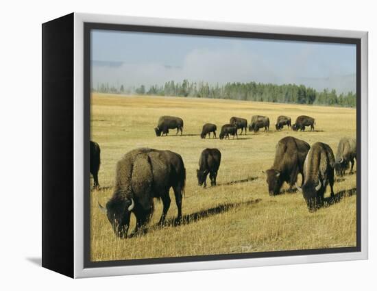 Bison Grazing in Yellowstone National Park, Wyoming, USA-Roy Rainford-Framed Premier Image Canvas