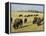 Bison Grazing in Yellowstone National Park, Wyoming, USA-Roy Rainford-Framed Premier Image Canvas