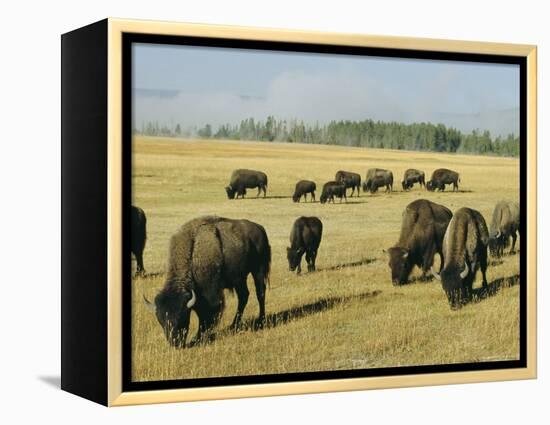 Bison Grazing in Yellowstone National Park, Wyoming, USA-Roy Rainford-Framed Premier Image Canvas