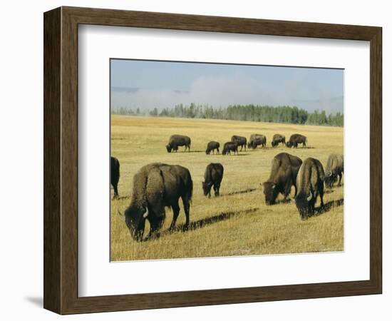 Bison Grazing in Yellowstone National Park, Wyoming, USA-Roy Rainford-Framed Photographic Print