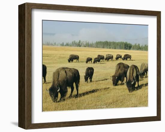 Bison Grazing in Yellowstone National Park, Wyoming, USA-Roy Rainford-Framed Photographic Print