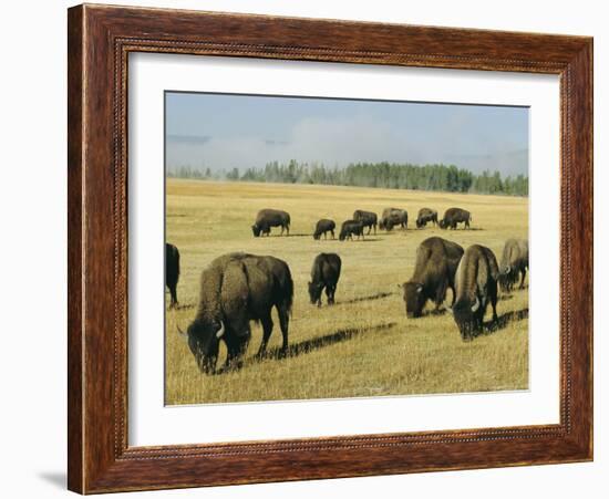 Bison Grazing in Yellowstone National Park, Wyoming, USA-Roy Rainford-Framed Photographic Print