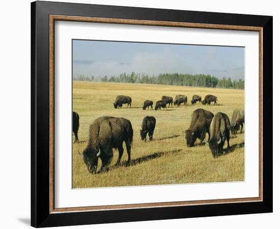 Bison Grazing in Yellowstone National Park, Wyoming, USA-Roy Rainford-Framed Photographic Print