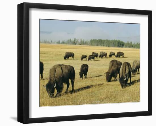 Bison Grazing in Yellowstone National Park, Wyoming, USA-Roy Rainford-Framed Photographic Print