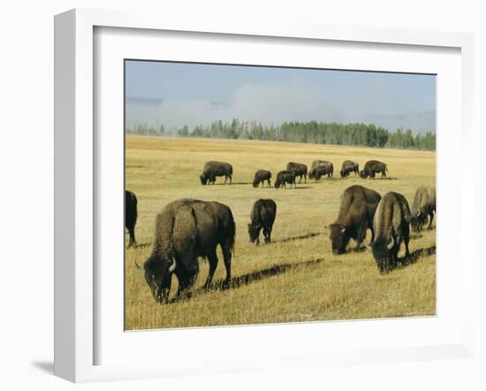 Bison Grazing in Yellowstone National Park, Wyoming, USA-Roy Rainford-Framed Photographic Print