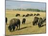 Bison Grazing in Yellowstone National Park, Wyoming, USA-Roy Rainford-Mounted Photographic Print