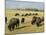 Bison Grazing in Yellowstone National Park, Wyoming, USA-Roy Rainford-Mounted Photographic Print