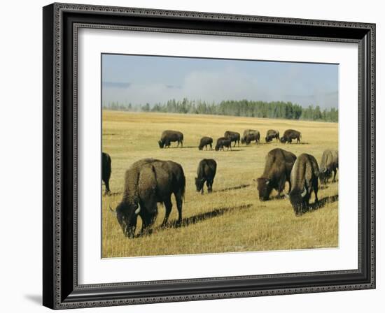 Bison Grazing in Yellowstone National Park, Wyoming, USA-Roy Rainford-Framed Photographic Print