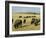 Bison Grazing in Yellowstone National Park, Wyoming, USA-Roy Rainford-Framed Photographic Print