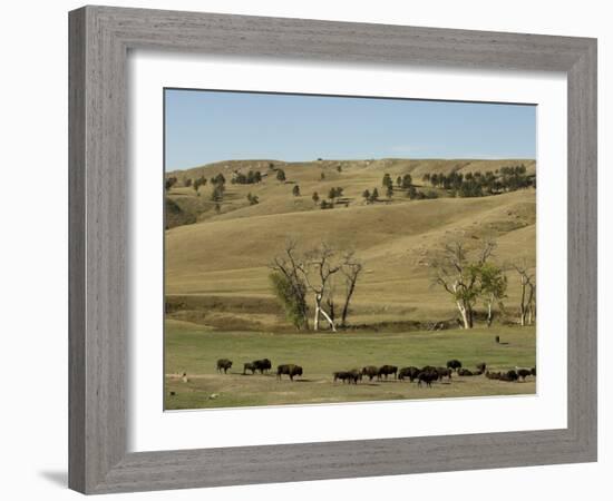 Bison Herd, Custer State Park, Black Hills, South Dakota, United States of America, North America-Pitamitz Sergio-Framed Photographic Print