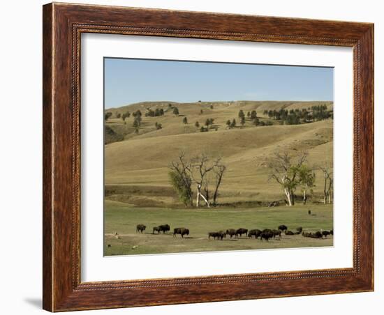 Bison Herd, Custer State Park, Black Hills, South Dakota, United States of America, North America-Pitamitz Sergio-Framed Photographic Print