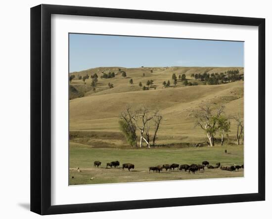 Bison Herd, Custer State Park, Black Hills, South Dakota, United States of America, North America-Pitamitz Sergio-Framed Photographic Print