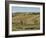 Bison Herd, Custer State Park, Black Hills, South Dakota, United States of America, North America-Pitamitz Sergio-Framed Photographic Print