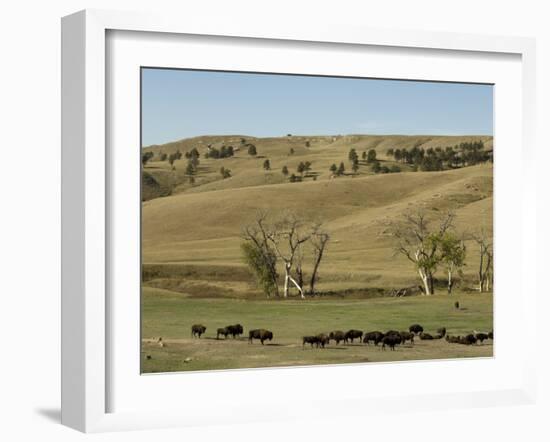 Bison Herd, Custer State Park, Black Hills, South Dakota, United States of America, North America-Pitamitz Sergio-Framed Photographic Print