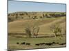 Bison Herd, Custer State Park, Black Hills, South Dakota, United States of America, North America-Pitamitz Sergio-Mounted Photographic Print
