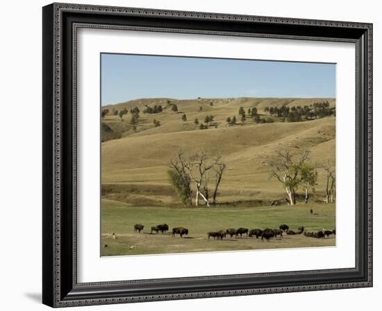 Bison Herd, Custer State Park, Black Hills, South Dakota, United States of America, North America-Pitamitz Sergio-Framed Photographic Print