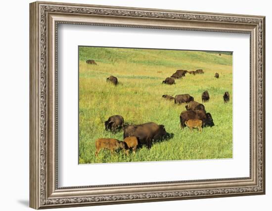 Bison Herd Custer State Park, South Dakota-Richard and Susan Day-Framed Photographic Print