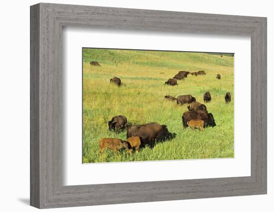 Bison Herd Custer State Park, South Dakota-Richard and Susan Day-Framed Photographic Print