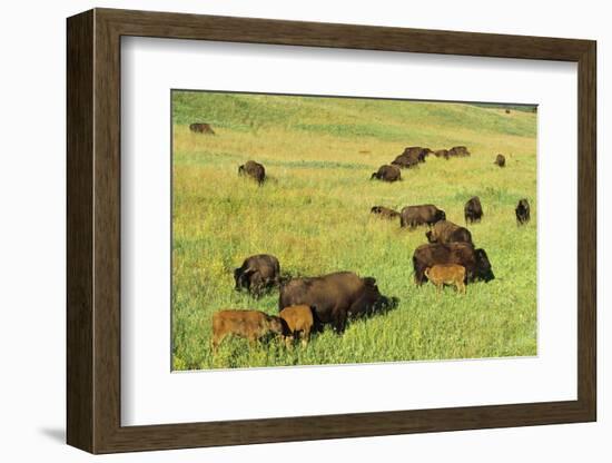 Bison Herd Custer State Park, South Dakota-Richard and Susan Day-Framed Photographic Print