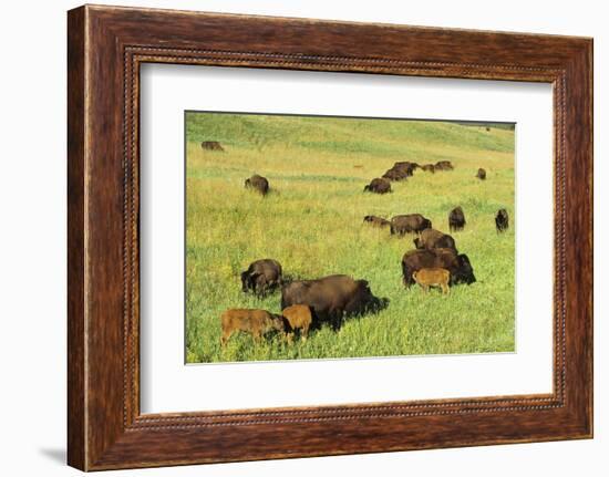 Bison Herd Custer State Park, South Dakota-Richard and Susan Day-Framed Photographic Print