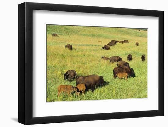 Bison Herd Custer State Park, South Dakota-Richard and Susan Day-Framed Photographic Print