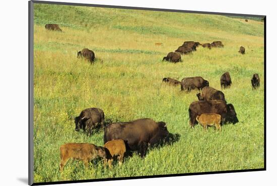 Bison Herd Custer State Park, South Dakota-Richard and Susan Day-Mounted Photographic Print
