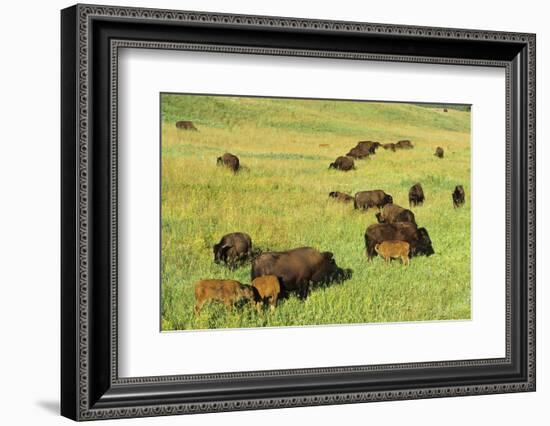 Bison Herd Custer State Park, South Dakota-Richard and Susan Day-Framed Photographic Print
